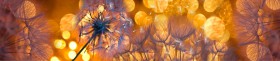 Кухонный фартук Мерцание Одуванчики золотистые 3 серебро в Петрозаводске - petrozavodsk.katalogmebeli.com | фото